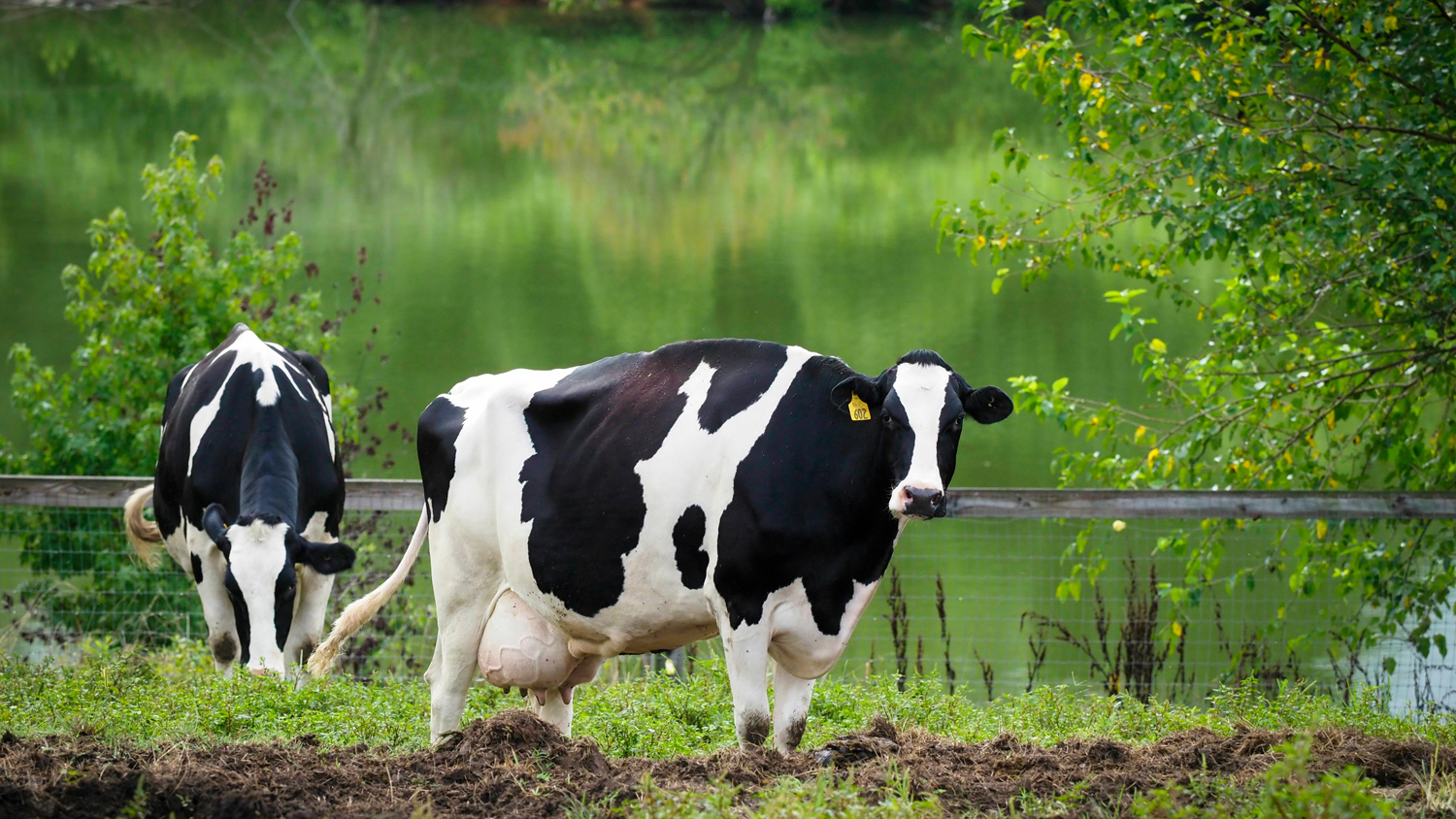Photo of cows on pasture